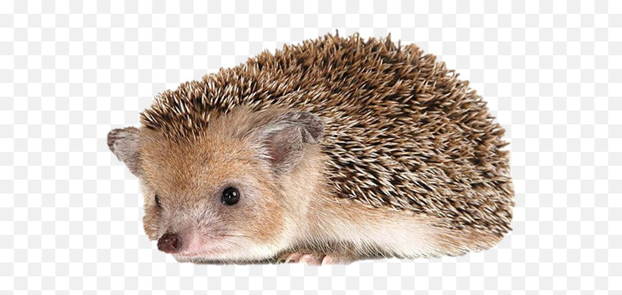 Hedgehog Clipart Transparent Background Hedgehog - Percy The Park Keeper Hedgehog Emoji,Hedgehog Emoji
