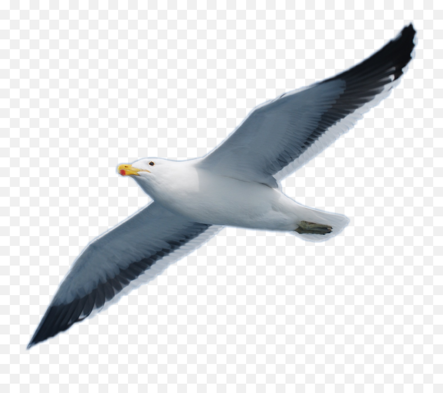 Seagull Bird - Seagull Png Emoji,Seagull Emoji