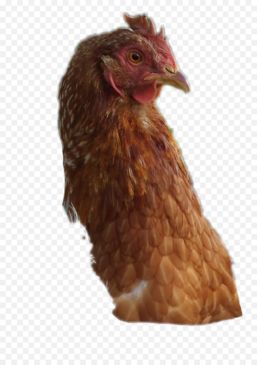 Hen Chicken Wtf Weirdo Shocked What - Rooster Emoji,Hen Emoji