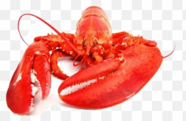 The Newest Lobster Stickers - Color Real De Una Langosta Emoji,Lobster Emoji