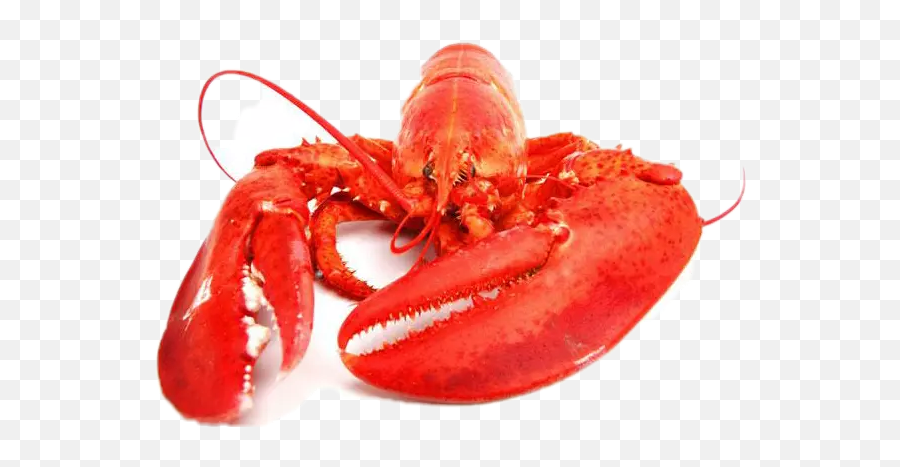 The Newest Lobster Stickers - Color Real De Una Langosta Emoji,Lobster Emoji