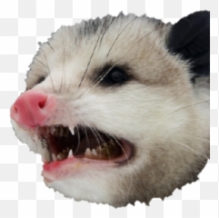 Opposum - Angry Possum Emoji,Possum Emoji