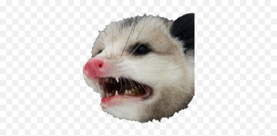 Opposum - Angry Possum Emoji,Possum Emoji
