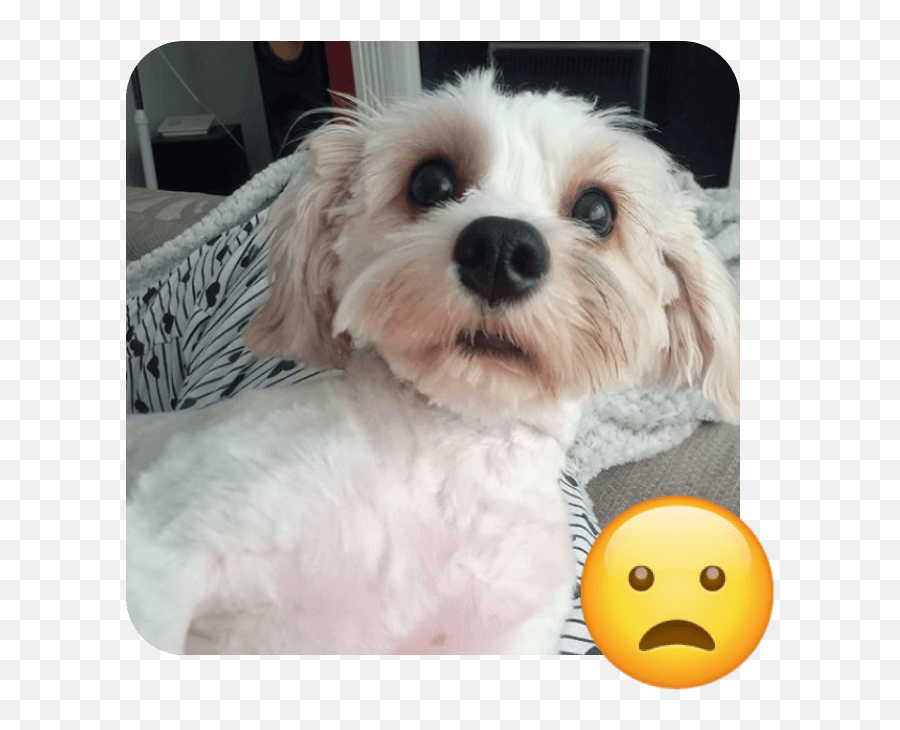 World Emoji Day - Happy,Emoji Puppy