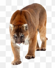Cat Cougar Mountainlion Bigcat - Cougar Emoji,Cougar Emoji
