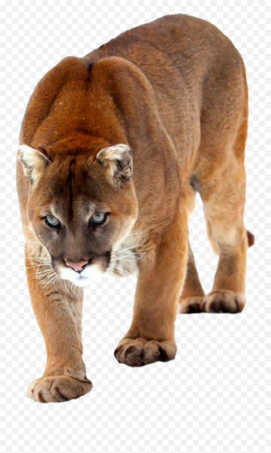 Cat Cougar Mountainlion Bigcat - Cougar Emoji,Cougar Emoji