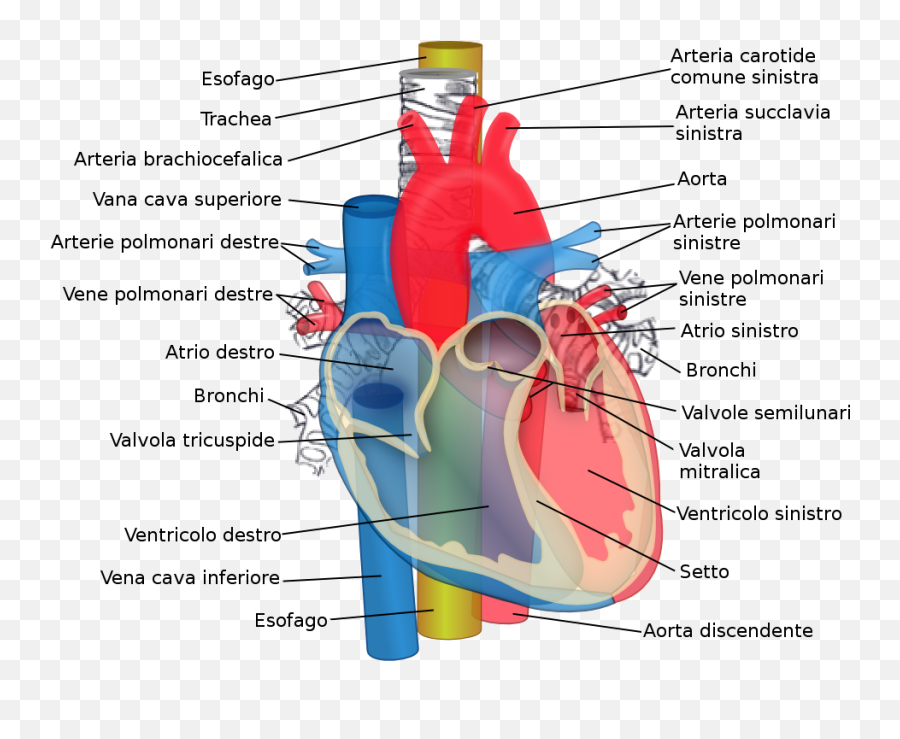 Aorta Trachea Esophagus - Parts Of The Heart Emoji,Blood Type Emoji
