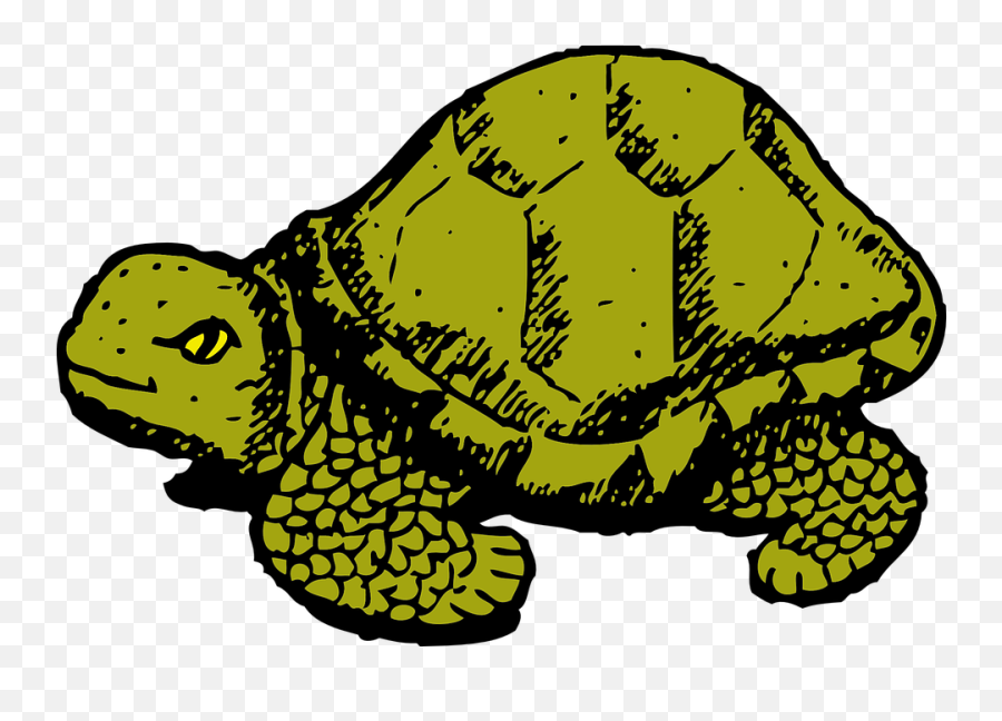 Tortoise Green Wildlife - Tales A Fourth Grade Nothing Emoji,Turtle Bird Emoji