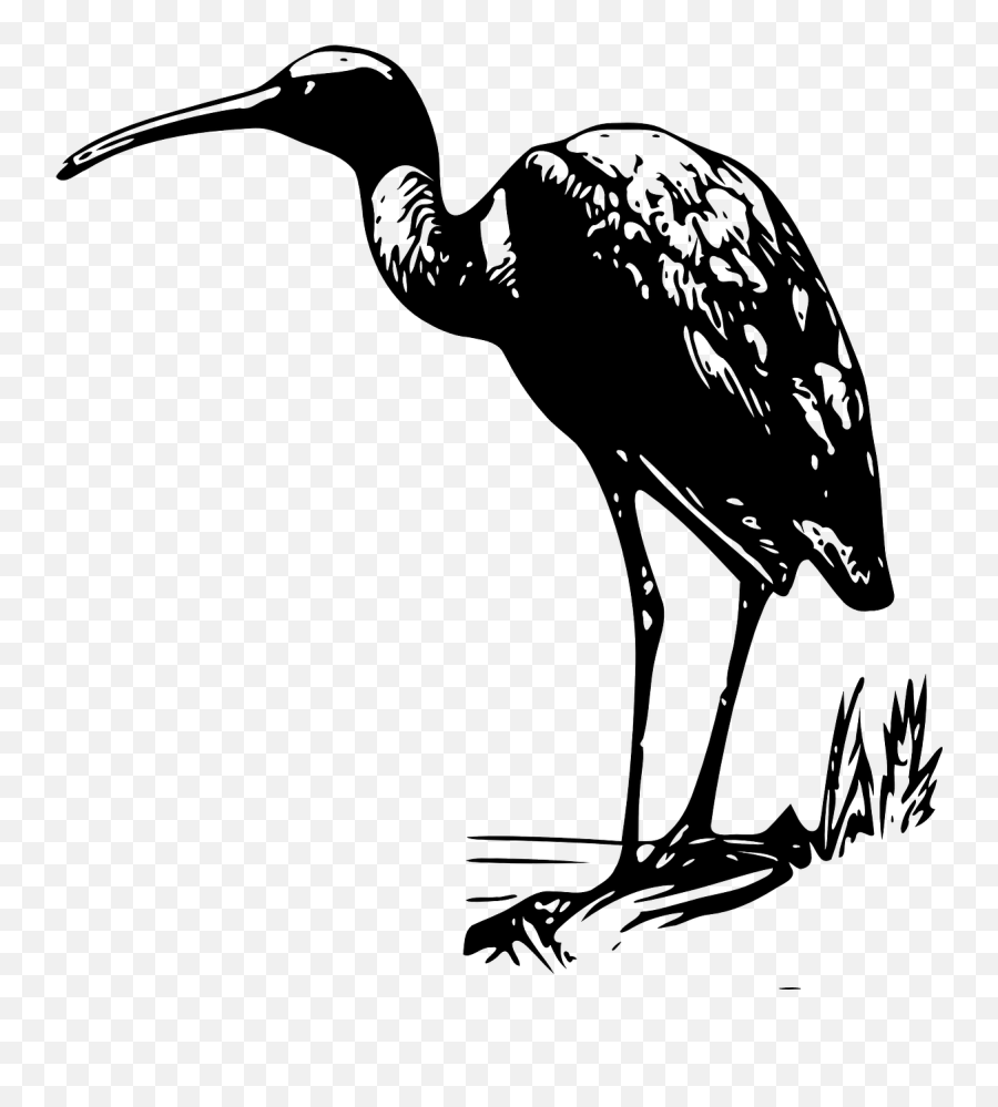 Ibis Wading Bird Shorebird Bird - Bird Clip Art Emoji,Palm Tree And Book Emoji