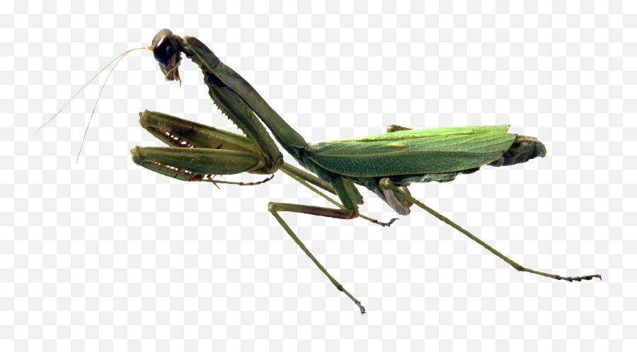 Mantis Png Images Free Download - Mantis Emoji,Grasshopper Emoji