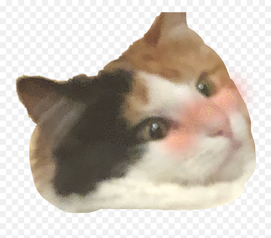 Catblushcutecalicointerestingartpartysummerphotographyn - Siamese Emoji,Blushing Cat Emoji