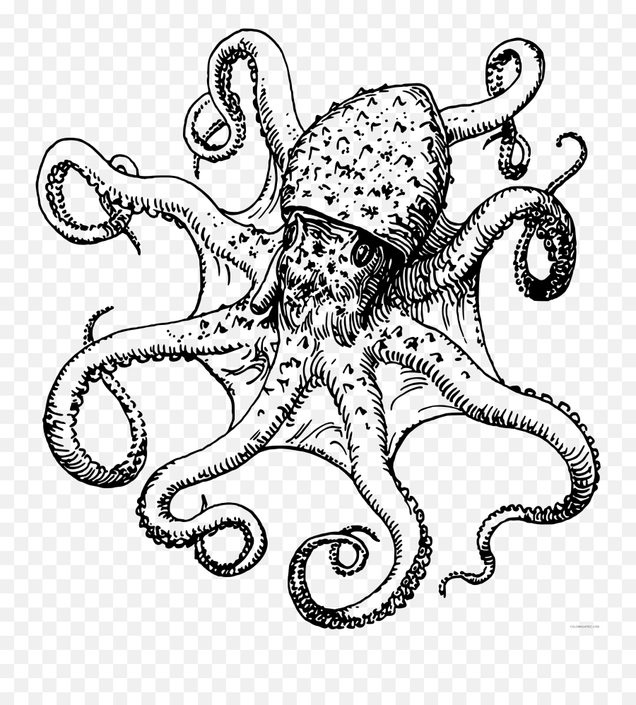 Black And White Octopus Coloring Pages Octopus4 Printable - Transparent Octopus Drawing Png Emoji,Octopus Emoji