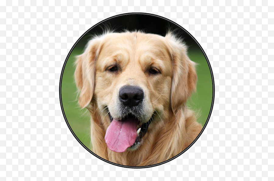 Cute Dog Puppy Sounds U2013 Apps Bei Google Play - Retriever Emoji,Doge Emoji