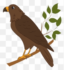 Hawk Clipart - Images Of Emoji