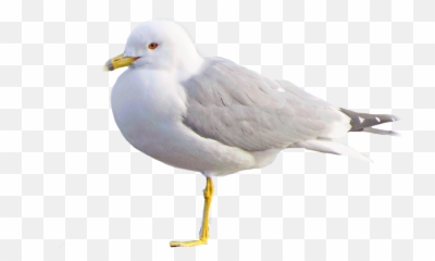 Freetoedit Seagull Bird Nature Wildlife - European Herring Gull Emoji,Seagull Emoji