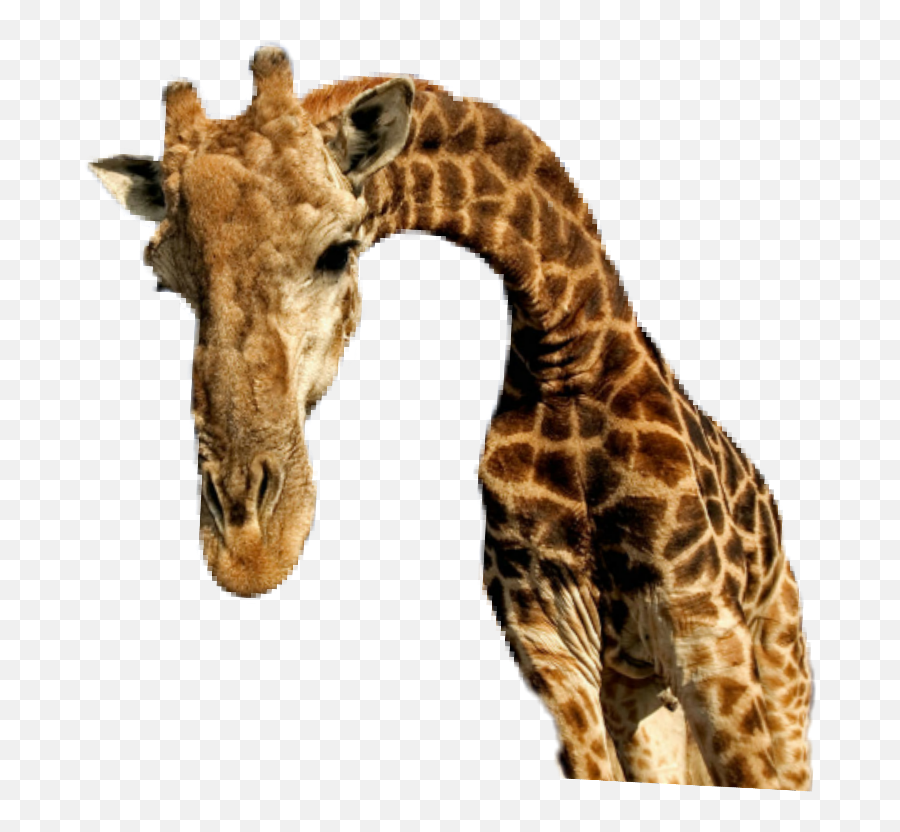 Ftestickers Giraffe Animal Cute Tree Tall Nick Face Hea - Giraffe Infrasonic Emoji,Giraffe Emoji