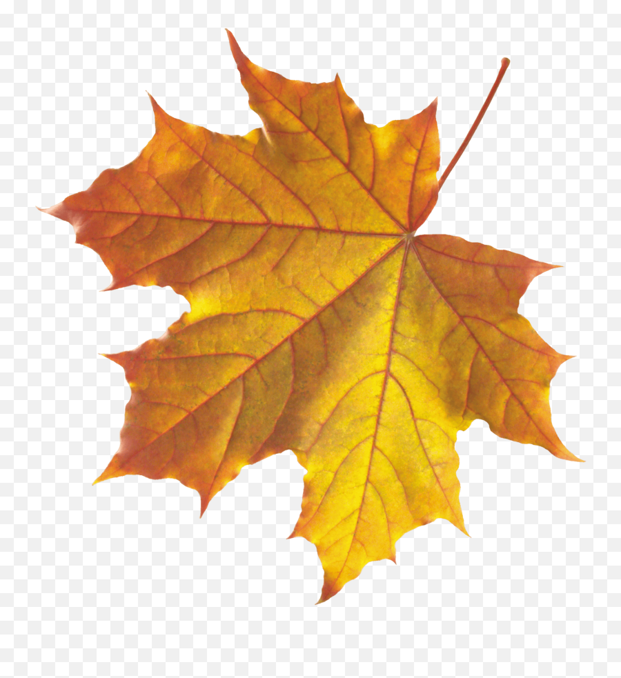 Download Autumn Png Leaf Hq Png Image - Real Autumn Leaves Png Emoji,Autumn Leaf Emoji