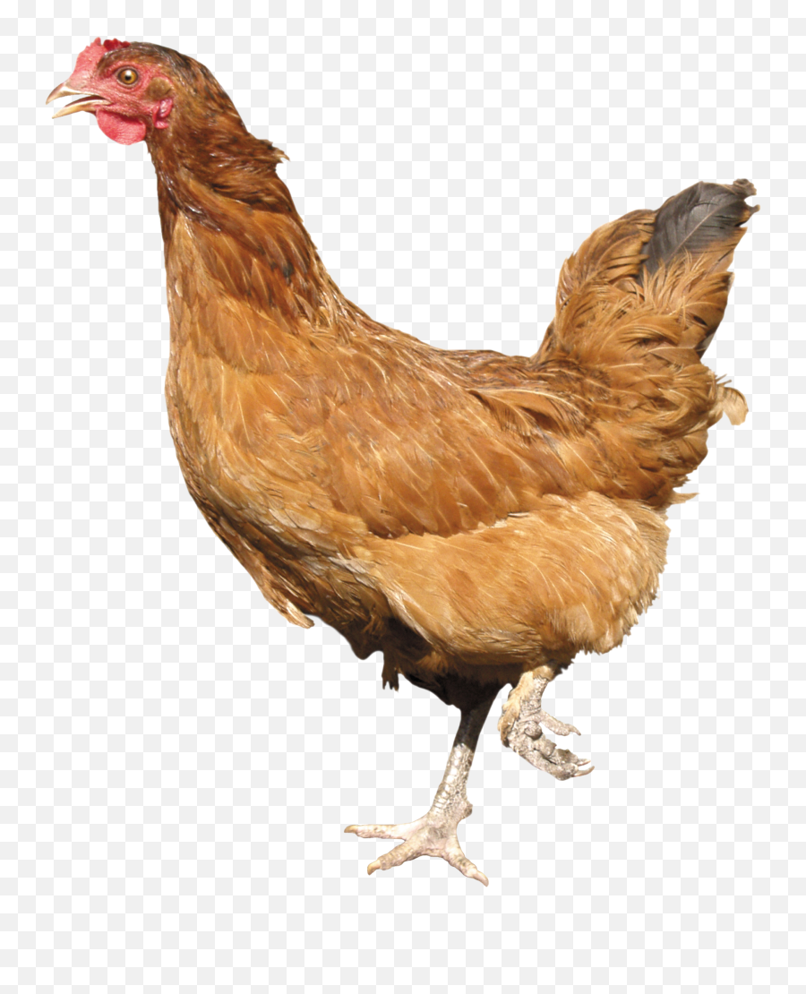 Png Chicken U0026 Free Chickenpng Transparent Images 10078 - Pngio Chicken Emoji,Chicken Leg Emoji