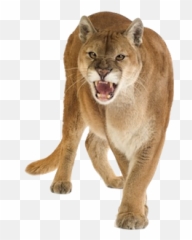 Popular And Trending Cougar Stickers - Puma White Background Emoji,Cougar Emoji