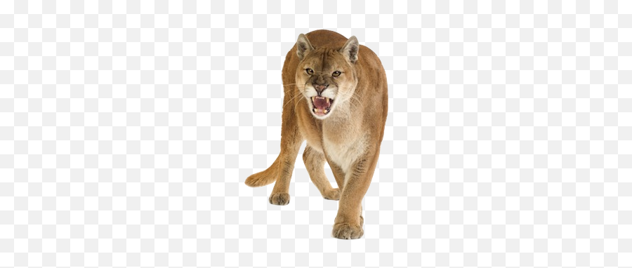 Popular And Trending Cougar Stickers - Puma White Background Emoji,Cougar Emoji