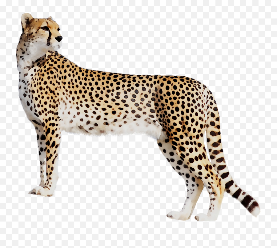 Download Panther Leopard Cat Tiger Black Cheetah Clipart Png - Cheetah Hd Emoji,Emoji Bear Pig Tiger Book