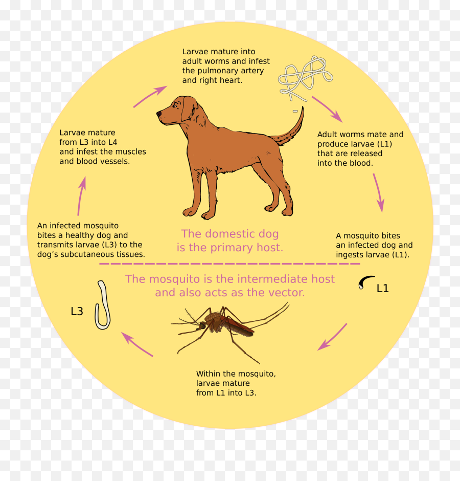 Dirofilaria Immitis - Know If Your Dog Has Heartworms Emoji,Hang Loose Emoji