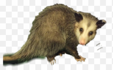 Possum Opossum Animal Wildlife Emoji,Possum Emoji