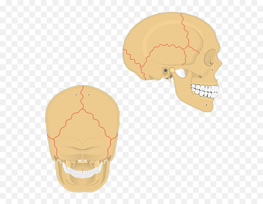 Skull And Bones Png - Sutures Of The Skull Unlabeled Skull Sutures Unlabeled Emoji,Cross Bones Emoji