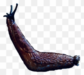Largest Collection Of Free - Toedit Slug Stickers Slug Emoji,Slug Emoji