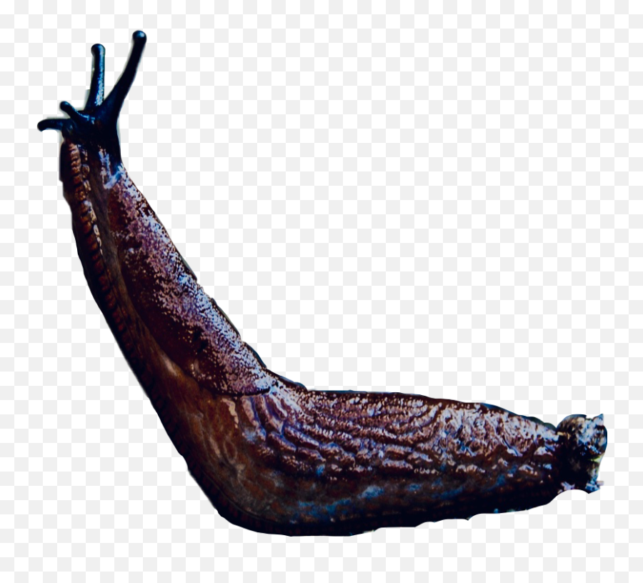 Largest Collection Of Free - Toedit Slug Stickers Slug Emoji,Slug Emoji