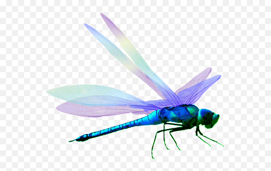 Edit - Parasitism Emoji,Dragonfly Emoji