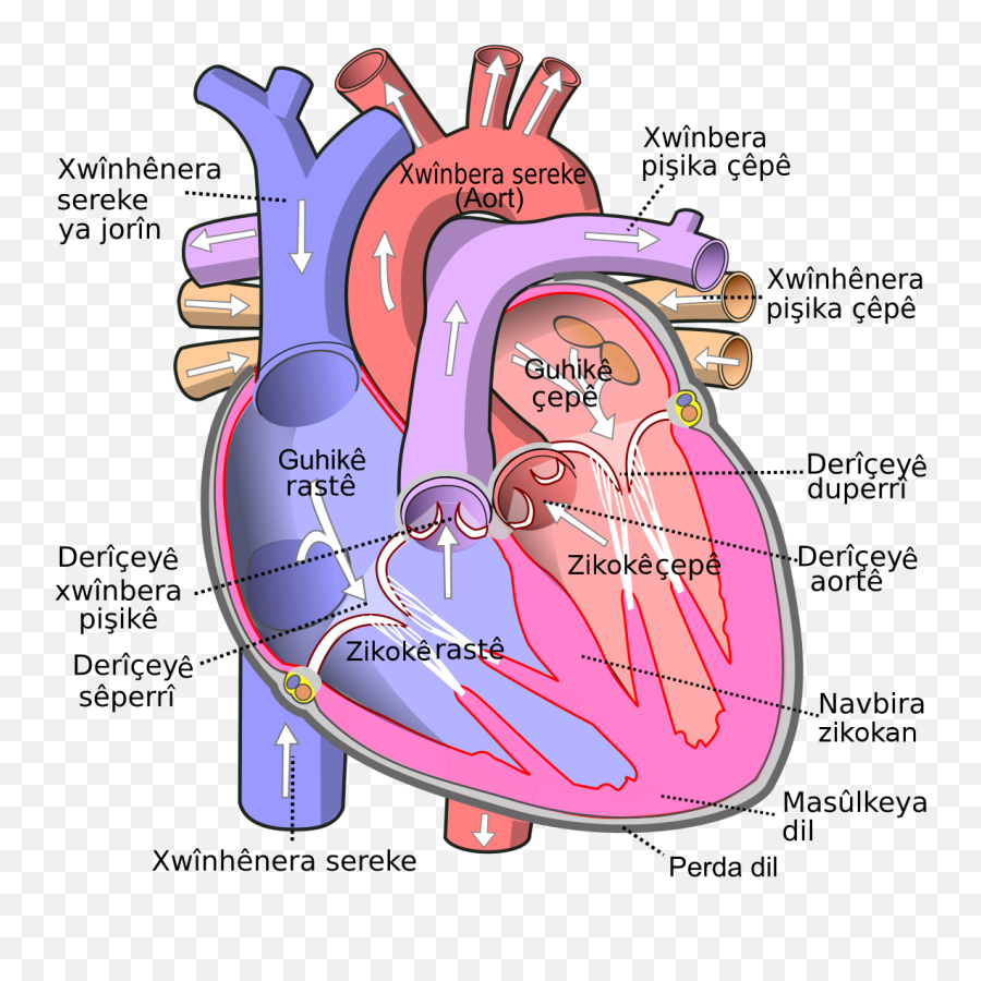 Diagram Goats Heart Diagram Full Version Hd Quality Heart - Parts Of Human Heart Emoji,Trans Heart Emoji