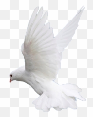 Largest Collection Of Free - Toedit Dove Stickers Flying Beautiful White Bird Emoji,Dove Emojis