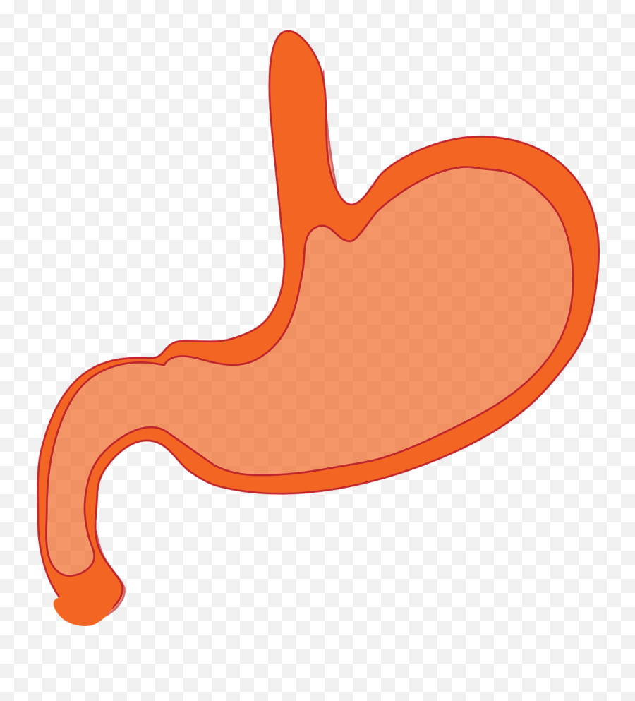 Stomach Clipart Transparent Stomach - Transparent Stomach Cartoon Emoji,Stomach Emoji