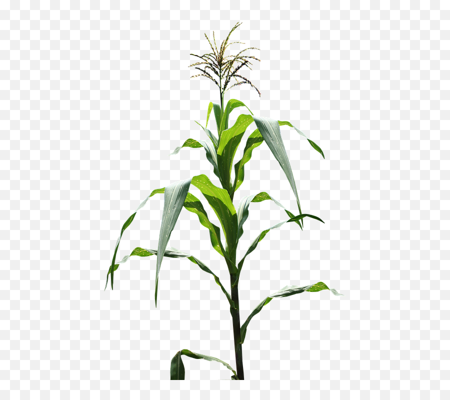 Free Maize Corn Images - Maize Plant Emoji,Find The Emoji Fruits And Vegetables