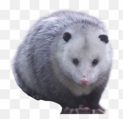 Opossum Possum Garbagecore Cursed Dumpstercore Freetoed - Cute Possum Emoji,Possum Emoji