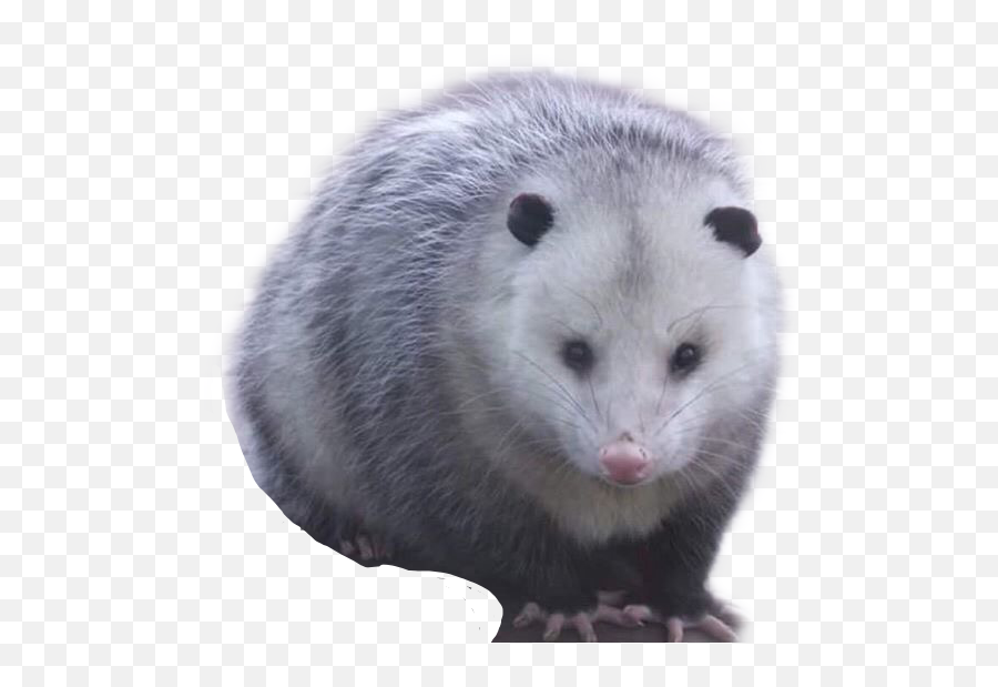 Opossum Possum Garbagecore Cursed Dumpstercore Freetoed - Cute Possum Emoji,Possum Emoji