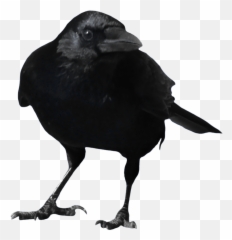 Crow PNG Transparent Free Images - Background Emoji