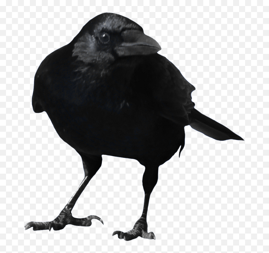 Crow Png Transparent Free Images - Transparent Background Crow Transparent Emoji,Quail Emoji