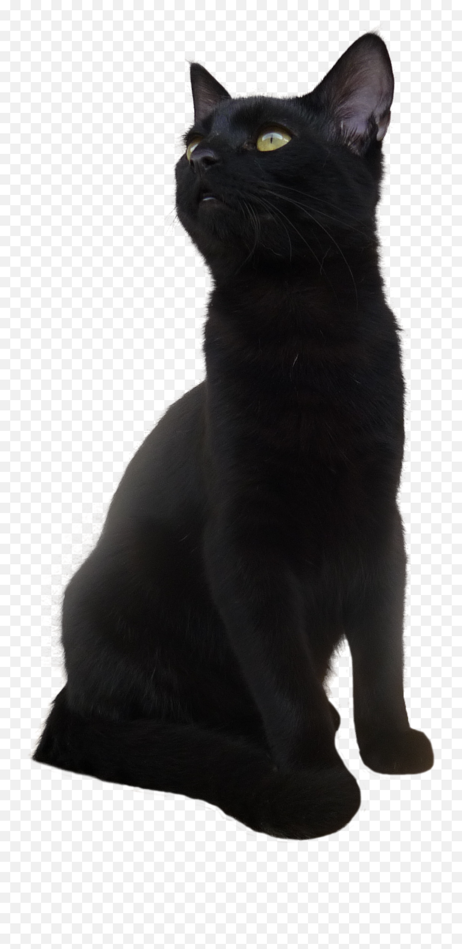 Bombay Cat Korat European Shorthair Black Cat - Black Cat Black Cat Transparent Background Emoji,Black Cat Emoji