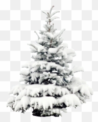 Download Wallpaper Tree Snow Pine Christmas Free - Png Emoji