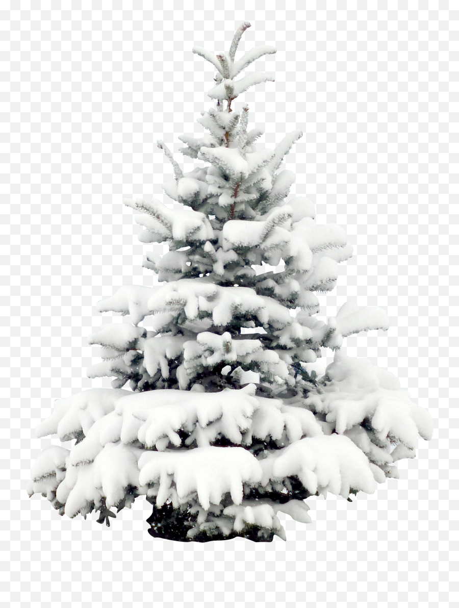 Download Wallpaper Tree Snow Pine Christmas Free Download - Snow Pine Tree Png Emoji,Christmas Tree Emoticon