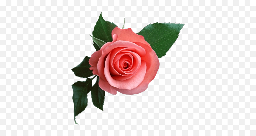Sparkling Pink Heart Emoji Icon - Transparent Background Roses Png,Emoji Roses