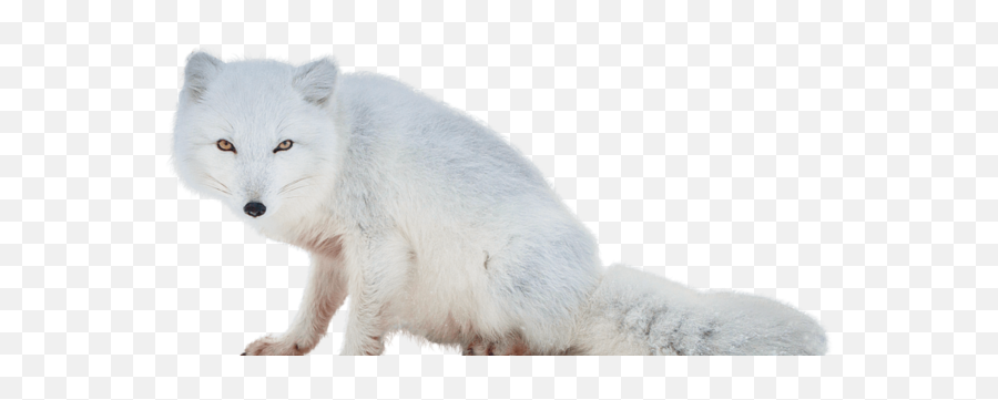 91 - Arctic Fox Transparent Emoji,Man Moon Fox Emoji