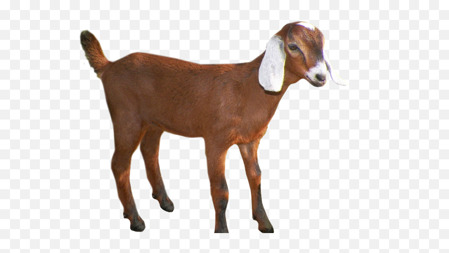 Transparent Background Goat Clipart - Transparent Background Goat Clipart Emoji,Goat Emoji