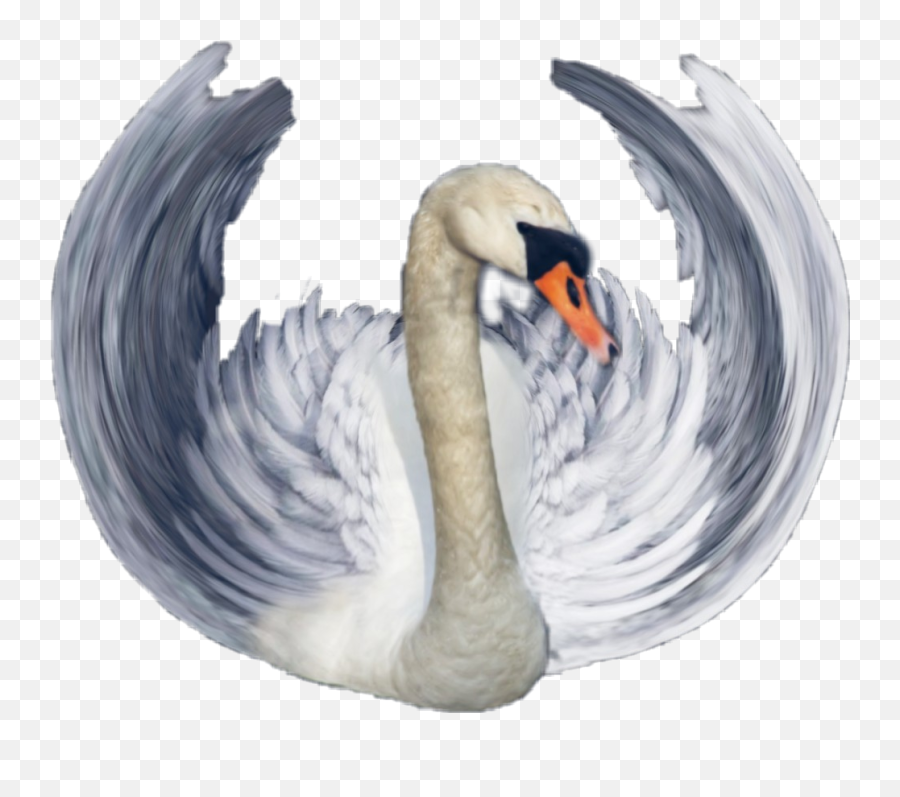 Swan - Sticker By Jacqueline Trumpeter Swan Emoji,Swan Emoji