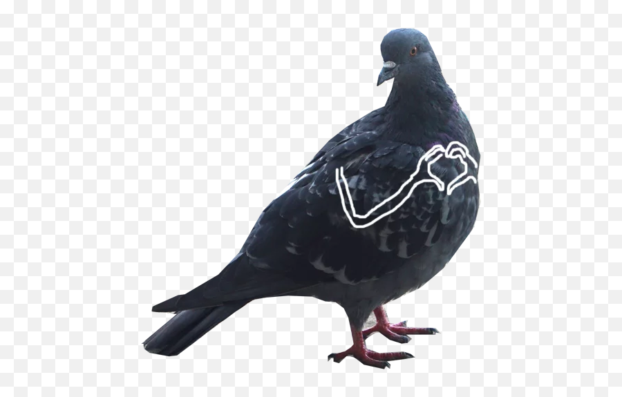 Pigeon With Hands Stickers For Whatsapp - Pigeons With Hands Stickers Emoji,Pigeon Emoji