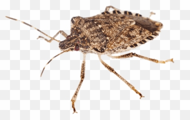 Transparent Bugs Brown Transparent U0026 Png Clipart Free - Brown Marmorated Stink Bug Png Emoji,Stink Eye Emoji
