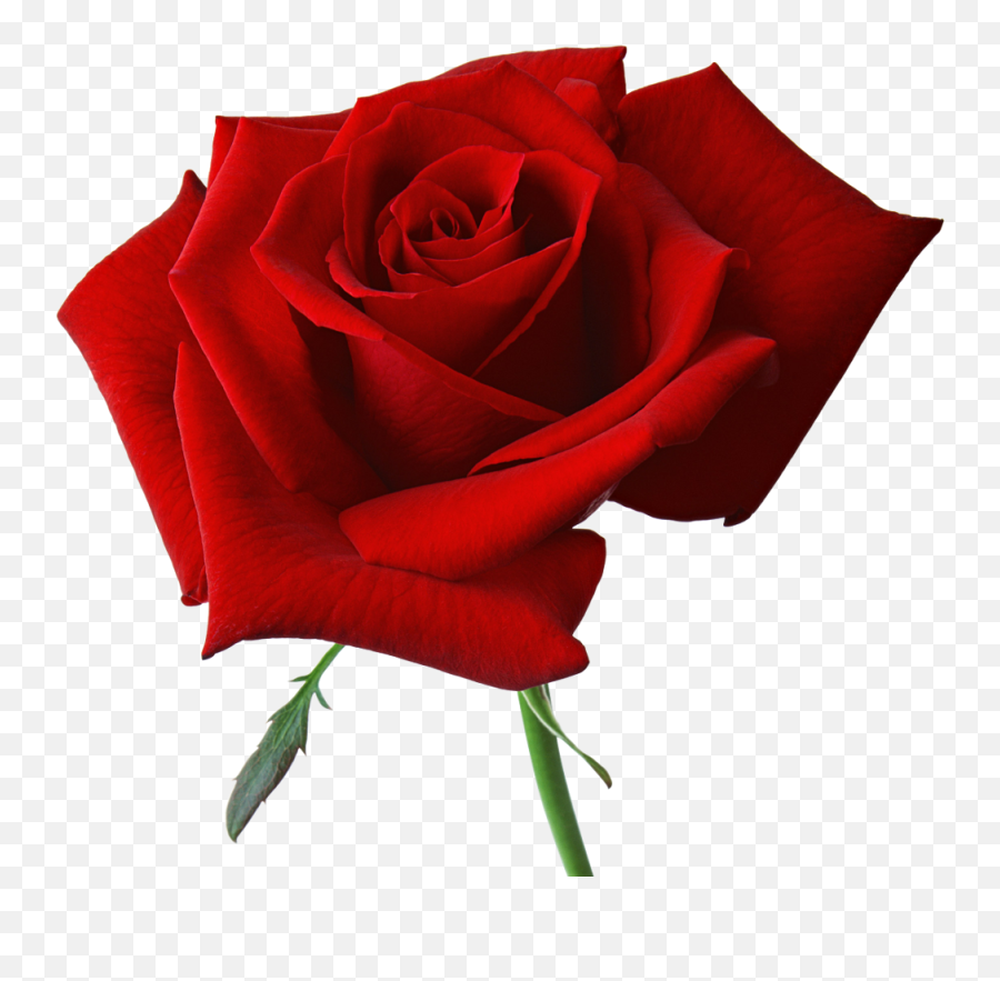 Library Of Wilting Flower Banner Royalty Free Png Files - Red Rose Png Hd Emoji,Wilted Flower Emoji