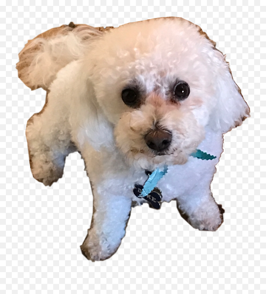 Popular And Trending Duce Stickers On Picsart - Companion Dog Emoji,Duces Emoji